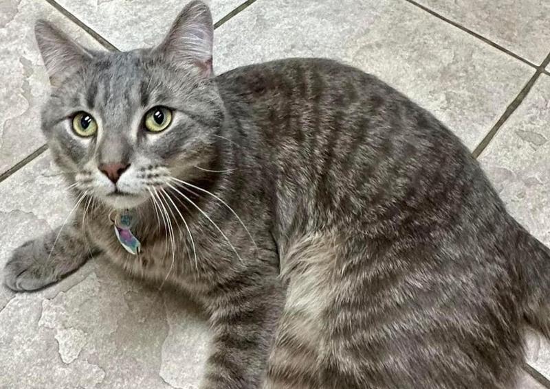 Dearborn Family Pet Care Dearborn veterinarians